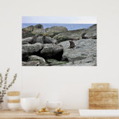 Fur Seal Gang Poster (Keuken)