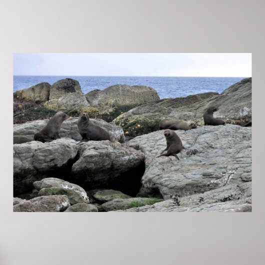 Fur Seal Gang Poster (Voorkant)