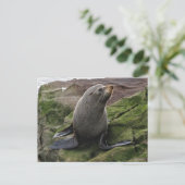 Fur Seal on Rocks Briefkaart (Staand voorkant)