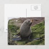 Fur Seal on Rocks Briefkaart (Voorkant / Achterkant)