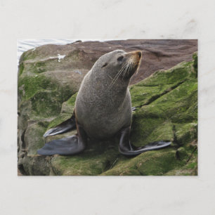 Fur Seal on Rocks Briefkaart