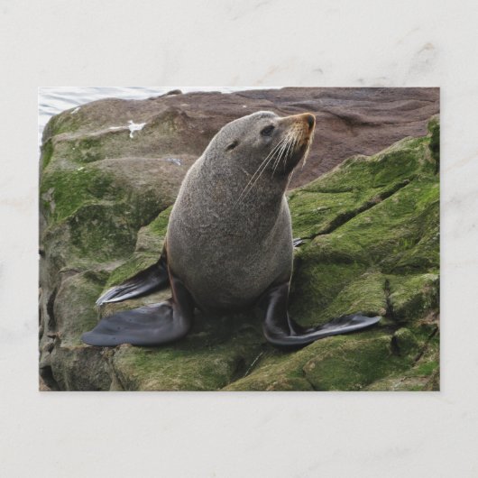 Fur Seal on Rocks Briefkaart (Voorkant)