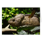 Furcifer oustaleti (Voorkant Horizontaal)