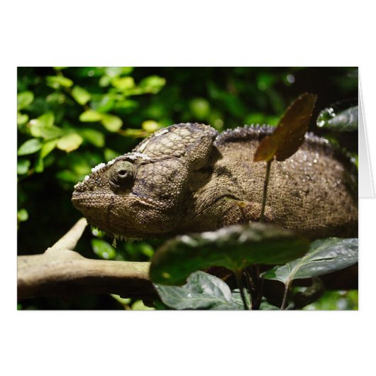 Furcifer oustaleti (Voorkant Horizontaal)