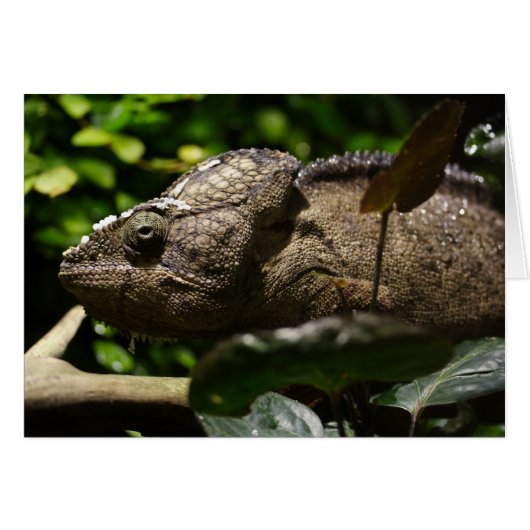 Furcifer oustaleti (Voorkant Horizontaal)
