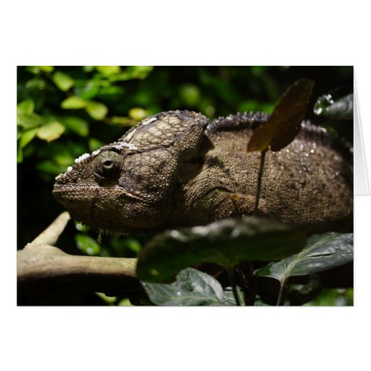 Furcifer oustaleti (Voorkant Horizontaal)