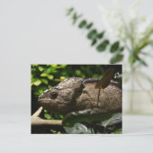 Furcifer oustaleti briefkaart (Staand voorkant)