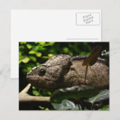 Furcifer oustaleti briefkaart (Voorkant / Achterkant)