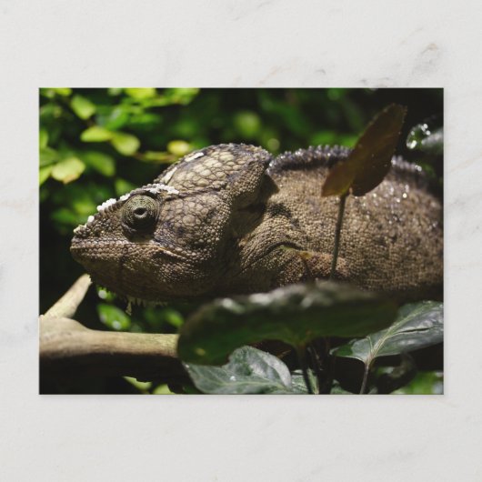 Furcifer oustaleti briefkaart (Voorkant)