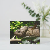 Furcifer oustaleti briefkaart (Staand voorkant)