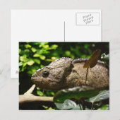 Furcifer oustaleti briefkaart (Voorkant / Achterkant)