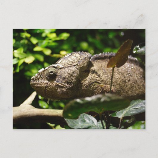 Furcifer oustaleti briefkaart (Voorkant)