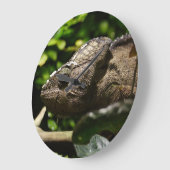 Furcifer oustaleti grote klok (Hoek)