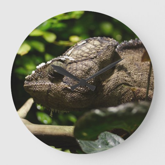 Furcifer oustaleti grote klok (Voorkant)