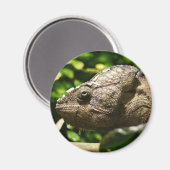 Furcifer oustaleti magneet (Voorkant / Achterkant)