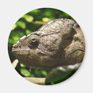 Furcifer oustaleti magneet