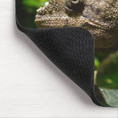 Furcifer oustaleti muismat (Hoek)
