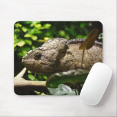 Furcifer oustaleti muismat (Met muis)