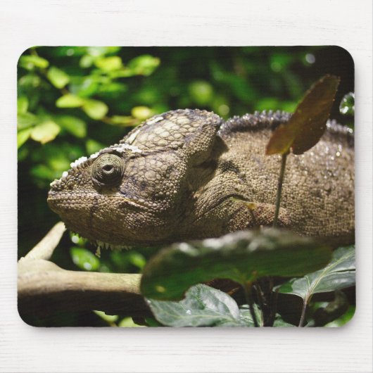 Furcifer oustaleti muismat (Voorkant)