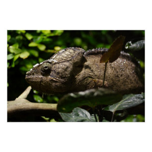 Furcifer oustaleti perfect poster