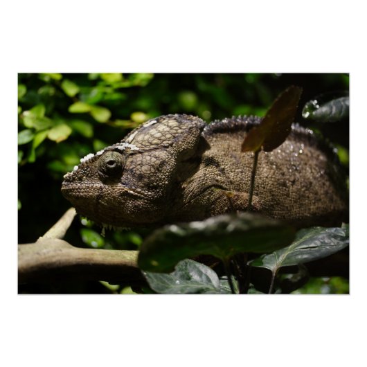 Furcifer oustaleti perfect poster (Voorkant)