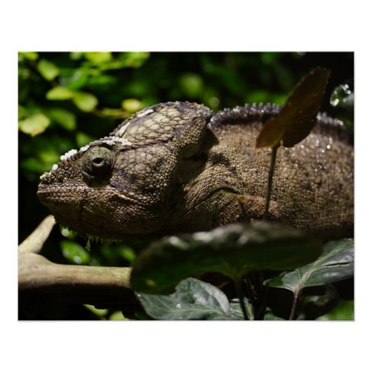 Furcifer oustaleti perfect poster (Voorkant)
