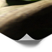 Furcifer oustaleti poster (Hoek)