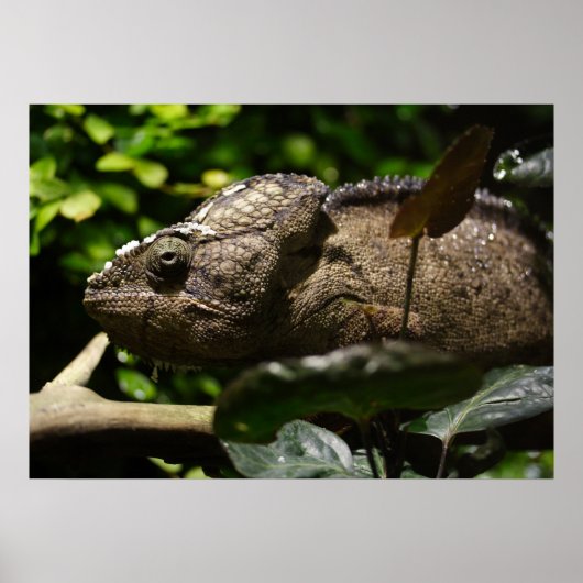 Furcifer oustaleti poster (Voorkant)