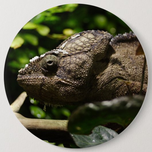 Furcifer oustaleti ronde button 6,0 cm (Voorkant)