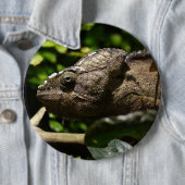 Furcifer oustaleti ronde button 6,0 cm (In situ)