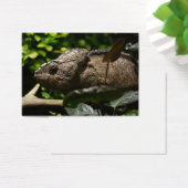 Furcifer oustaleti visitekaartjes (Bureau)