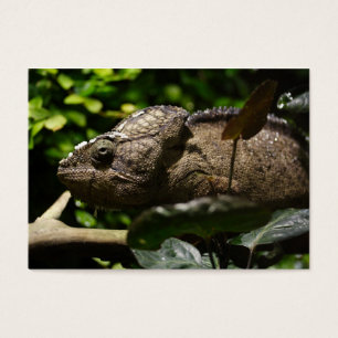 Furcifer oustaleti visitekaartjes