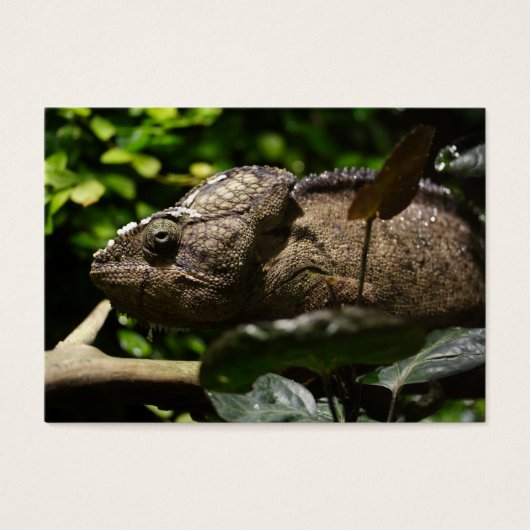 Furcifer oustaleti visitekaartjes (Voorkant)