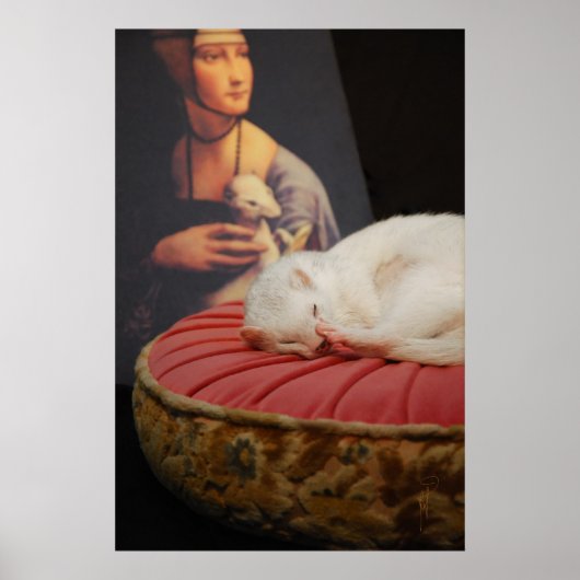 Furet sur coussin roos II Poster (Voorkant)