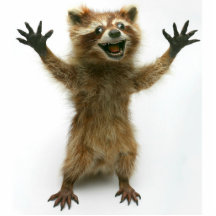 FURIOUSLY HAPPY RACCOON