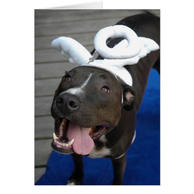 Furry Angel (Voorkant)