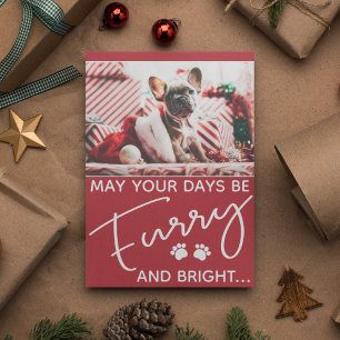 Furry en heldere hond foto Kerstmis