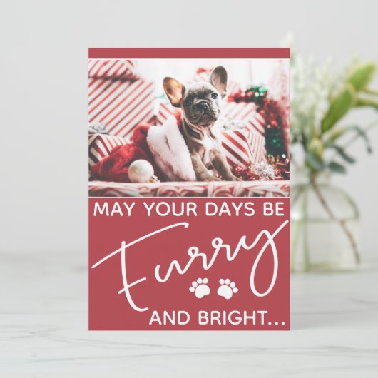 Furry en heldere hond foto Kerstmis (Staand voorkant)