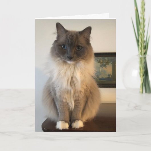 Furry Ragdoll Cat krijgt een goede Kaart (Voorkant)