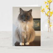 Furry Ragdoll Cat krijgt een goede Kaart (Gele Bloem)