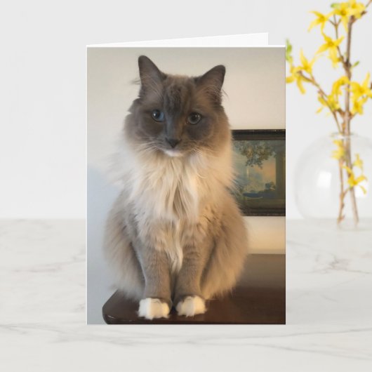 Furry Ragdoll Cat krijgt een goede Kaart (Gele Bloem)
