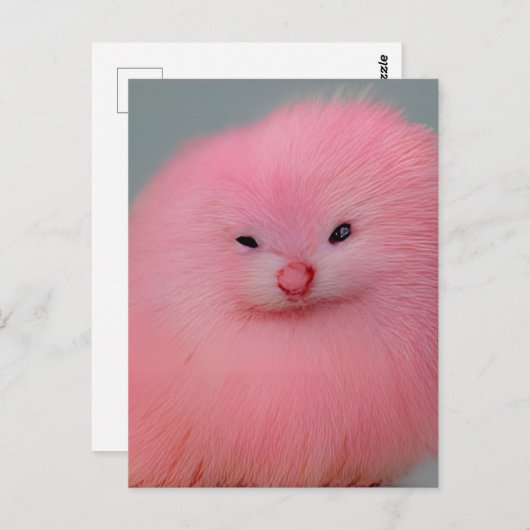 Furry roze ritter briefkaart (Voorkant / Achterkant)