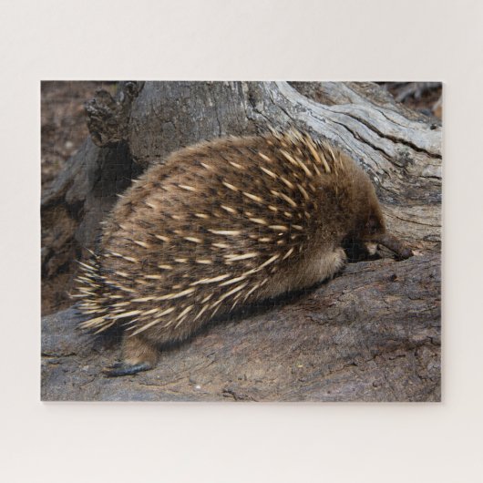 Furry Spiky Echidna Animal Wildlife, 520 stuks Legpuzzel (Horizontaal)