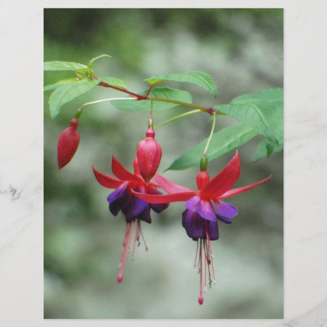 Fuschia1A.jpg (Voorkant)