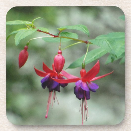 Fuschia1A.jpg Drankjes Onderzetter (Voorkant)