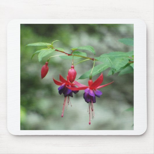Fuschia1A.jpg Muismat (Voorkant)
