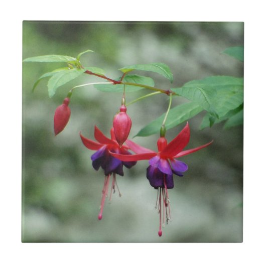 Fuschia1A.jpg Tegeltje (Voorkant)