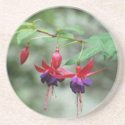 Fuschia1A.jpg Zandsteen Onderzetter (Voorkant)