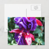 Fuschia 1 briefkaart (Voorkant / Achterkant)