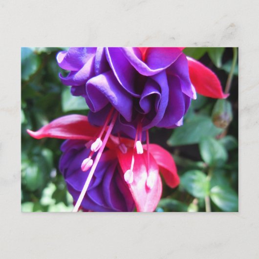 Fuschia 1 briefkaart (Voorkant)